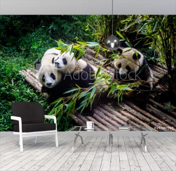 Bild på Pandas enjoying their bamboo breakfast in Chengdu Research Base China